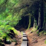 Nicole Alexander Instagram – 🖤 🥹 This was absolutely my favorite place in #Ireland. You all know I love the #Woods. I mean this was so #magical to me! Was like a #Fairytale ☘️