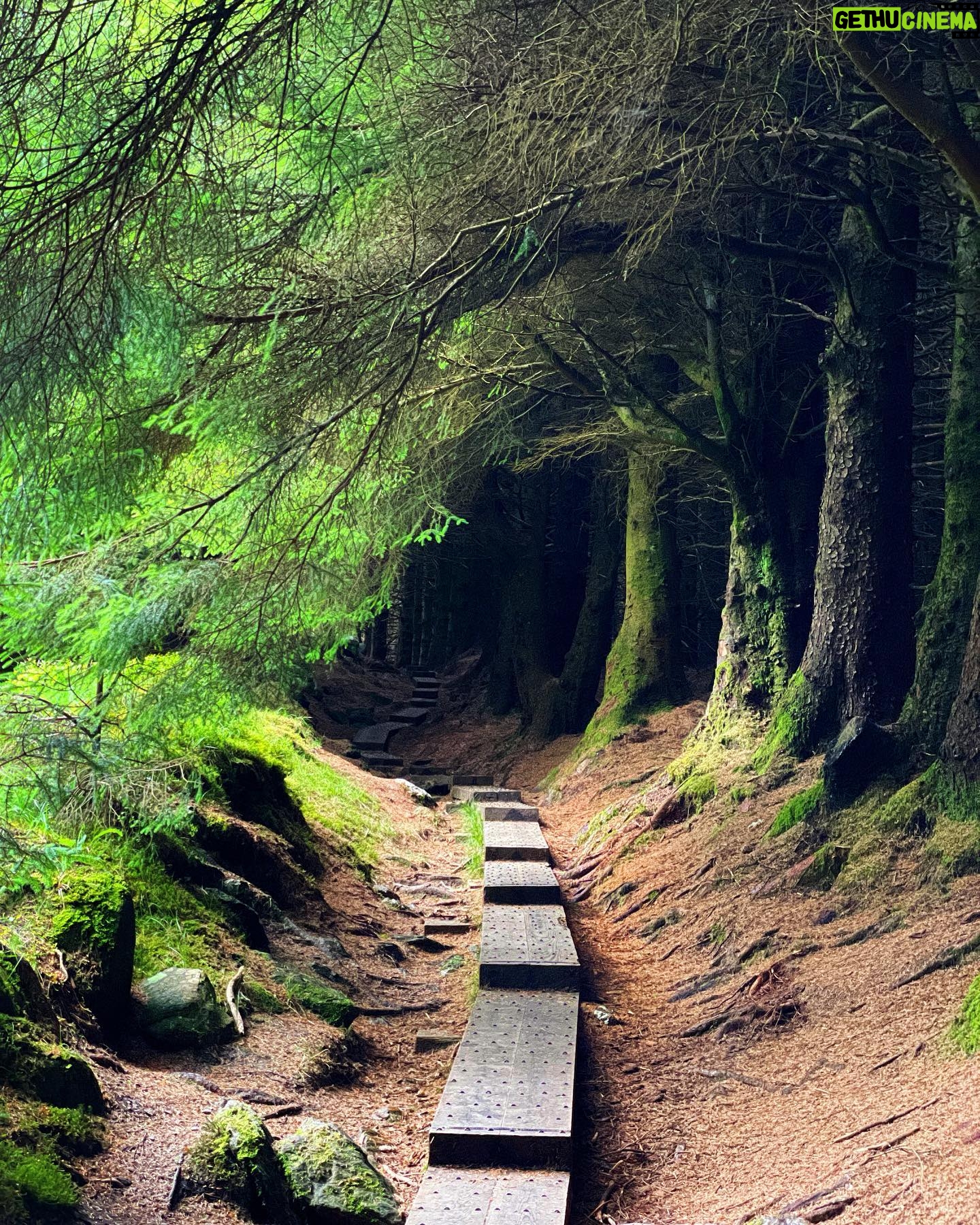 Nicole Alexander Instagram - 🖤 🥹 This was absolutely my favorite place in #Ireland. You all know I love the #Woods. I mean this was so #magical to me! Was like a #Fairytale ☘️