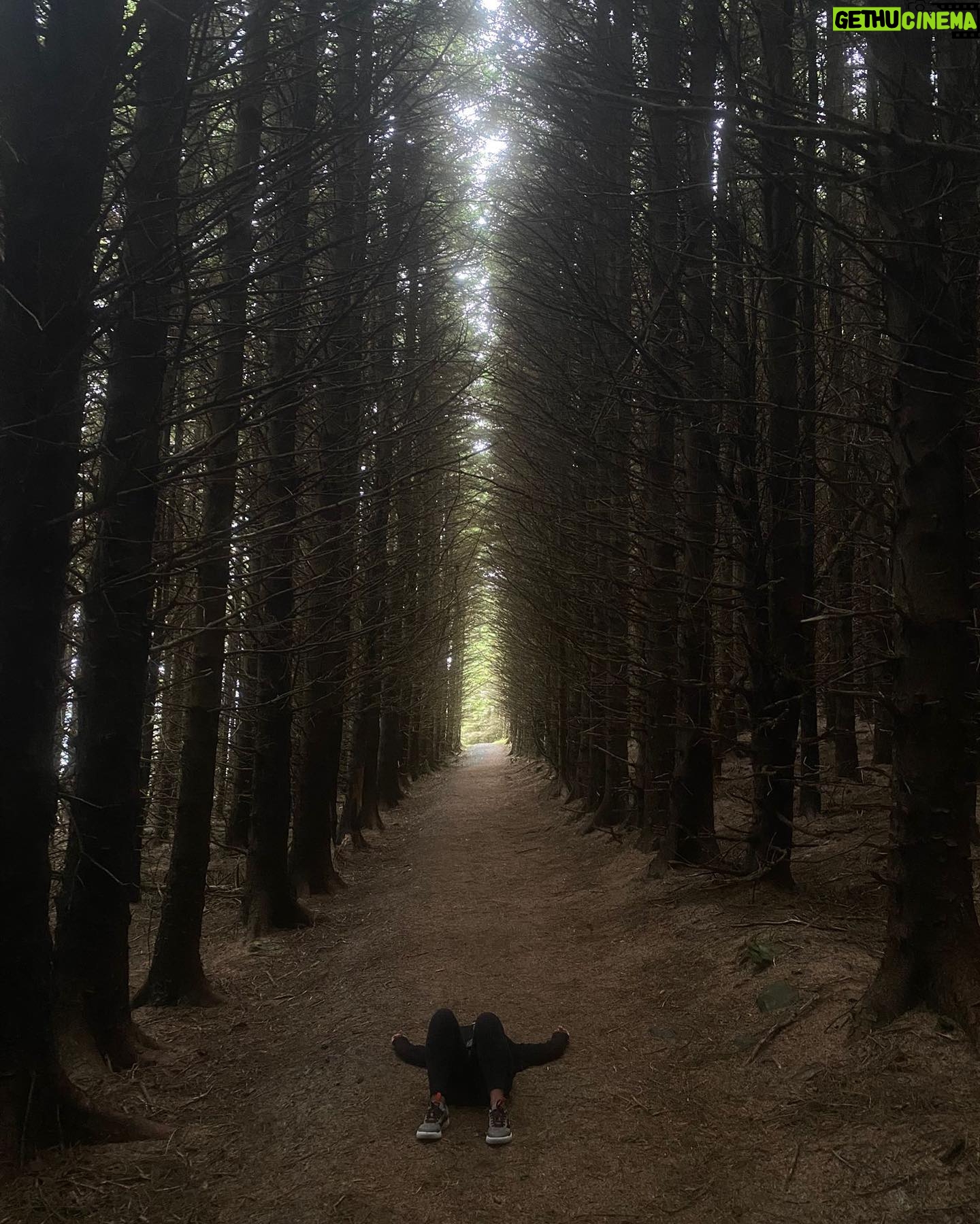 Nicole Alexander Instagram - 🖤 🥹 This was absolutely my favorite place in #Ireland. You all know I love the #Woods. I mean this was so #magical to me! Was like a #Fairytale ☘️