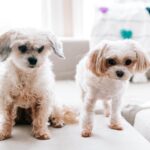 Nicole Franzel Instagram - dogs>people. 🤍