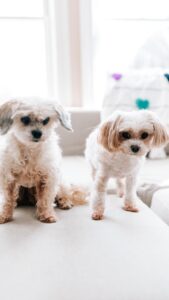Nicole Franzel Instagram - dogs>people. 🤍