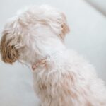 Nicole Franzel Instagram - 🤍 Paris and Beyoncé 🐶🐶had mass removal surgeries yesterday. They are recovering great today and I’m so grateful. 🥹 Masses have been sent out to the lab to see if they are benign or cancerous. At 15 years old they have a lot of new growths and masses. 😢 These ones popped up fast and were growing quick. Plus under the microscope they weren’t pretty so I made the decision to have them removed. I blocked off my calendar for 3 days to “just be” with them. Fully there and attentive. Maybe have crocheted a bit and drifted off to sleep a bit but not much else ☺️. Really grateful to God for days like this. And for helping me realize slow days and simple things are just as great (or better 😜) than the busy and extravagant ones. 🙏🏼 #simplelife #slowlife #homebody #seniordogs