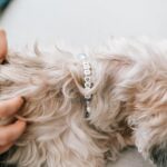 Nicole Franzel Instagram - 🤍 Paris and Beyoncé 🐶🐶had mass removal surgeries yesterday. They are recovering great today and I’m so grateful. 🥹 Masses have been sent out to the lab to see if they are benign or cancerous. At 15 years old they have a lot of new growths and masses. 😢 These ones popped up fast and were growing quick. Plus under the microscope they weren’t pretty so I made the decision to have them removed. I blocked off my calendar for 3 days to “just be” with them. Fully there and attentive. Maybe have crocheted a bit and drifted off to sleep a bit but not much else ☺️. Really grateful to God for days like this. And for helping me realize slow days and simple things are just as great (or better 😜) than the busy and extravagant ones. 🙏🏼 #simplelife #slowlife #homebody #seniordogs