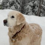 Nicollette Sheridan Instagram - ❤️ OLIVER ❤️ October 6, 2004-April 22, 2020 My Oliver, held safely in my loving embrace under his favorite tree, peacefully climbed the stairway to heaven on April 22, 2020. Oliver gifted me the sanctity of trust and true love...we shared our lives for 151/2 profoundly blissful years. I loved him more than everything and I always will... It has been a hard journey this year without him. I am forever grateful for every moment I shared with my little ‘Papa Bear’... We were blessed to have each other. The greatest love story I have ever known ❤️