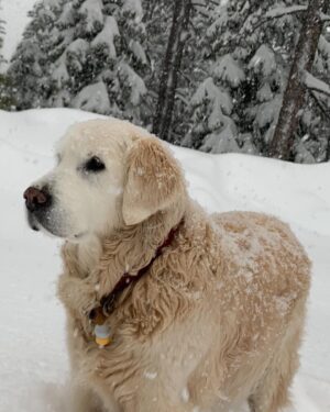 Nicollette Sheridan Instagram - ❤️ OLIVER ❤️
October 6, 2004-April 22, 2020

My Oliver, held safely in my loving embrace under his favorite tree, peacefully climbed the stairway to heaven on April 22, 2020.

Oliver gifted me the sanctity of trust and true love...we shared  our lives for 151/2 profoundly blissful years.
I loved him more than everything and I always will...

It has been a hard journey this year without him.  I am forever grateful for  every moment I shared with my little ‘Papa Bear’...
We were blessed to have each other.

The greatest love story I have ever known ❤️