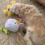 Nicollette Sheridan Instagram – Bunnies, ducks and balls…what an Easter!
How was yours?? #easter #goldenretriever #easterbunny