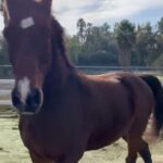 Nicollette Sheridan Instagram - He has been naughty and nice...the way it should be😜 Who wants to come play with us? #horses #horsesofinstagram #happyholidays #happynewyear #equestrian