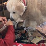 Nicollette Sheridan Instagram – #goldenretriever #christmas #love #happyholidays
