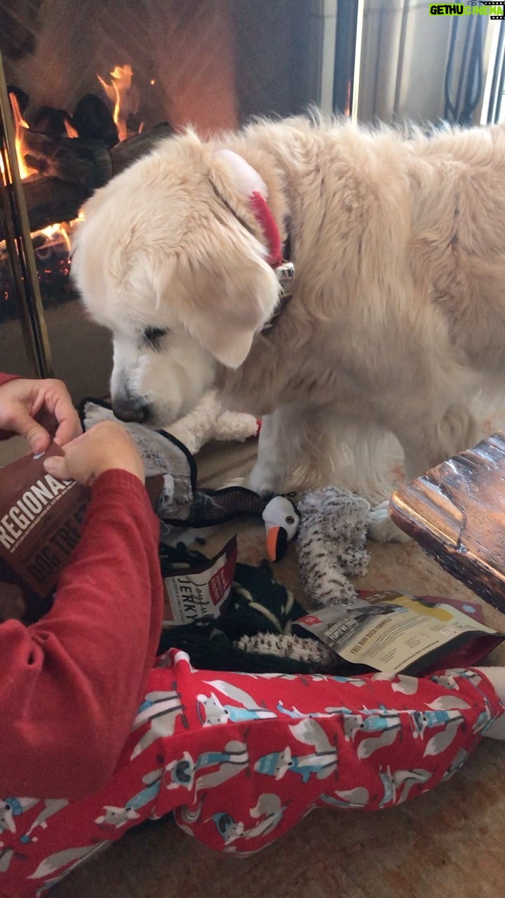 Nicollette Sheridan Instagram - #goldenretriever #christmas #love #happyholidays