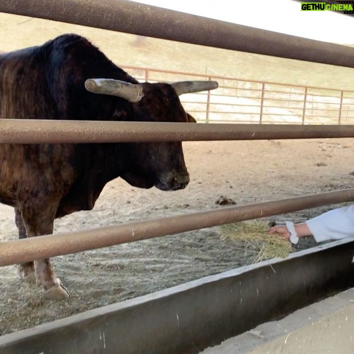 Nicollette Sheridan Instagram - Farm living is the life for me!!! π
ππΆπ₯π·π΄πππππππΏπ #bulls #makingfriends #animals #loveanimals #kindness #patience