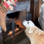 Nicollette Sheridan Instagram – Christmas starts early for Oliver…a stocking a day keeps impatience away! The eight days of Christmas have officially begun!!!!! He is one happy pup! ❤️🎄❤️🎁❤️🎅❤️ #christmas #happyholidays #goldenretrievers #puppylove