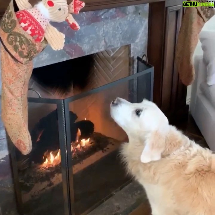Nicollette Sheridan Instagram - Christmas starts early for Oliver...a stocking a day keeps impatience away! The eight days of Christmas have officially begun!!!!! He is one happy pup! ❤️🎄❤️🎁❤️🎅❤️ #christmas #happyholidays #goldenretrievers #puppylove
