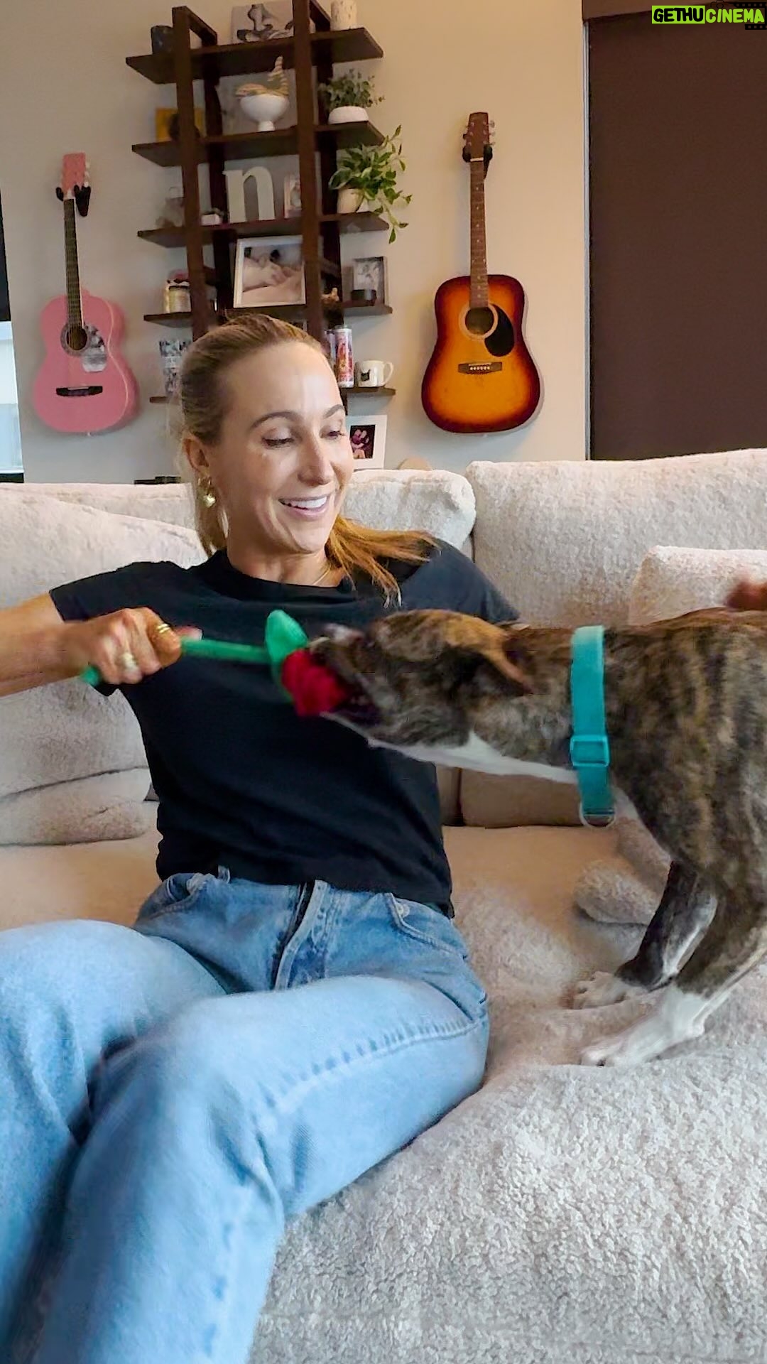 Nikki Glaser Instagram - Will @NikkiGlaser and Eureka Springs hit it off? 🌹 We’re pairing celebrities and shelter dogs up for the cutest blind date in our new series #DodoDreamDate. In this episode, Nikki Glaser spends the afternoon with Eureka Springs, the adorable pup who finally found her forever home! To learn about more adoptable dogs like Eureka Springs check out @strayrescueSTL ❤️