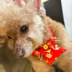 Nikki Hsieh Instagram – 我的新年這樣過
依舊沒忘了Cookie

你們的新年怎麼過？

新年快樂🍾️