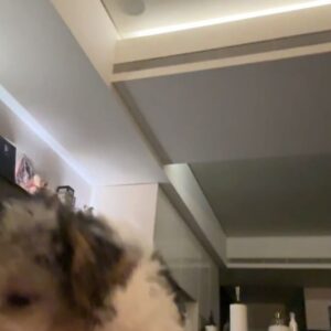 Nikki Hsieh Instagram - 每天為了你
早起把屎把尿當傭人
還要被你兇
更別說有獨處的時間🥲