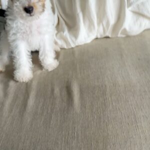Nikki Hsieh Instagram - 每天為了你
早起把屎把尿當傭人
還要被你兇
更別說有獨處的時間🥲