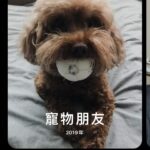 Nikki Hsieh Instagram – 養小惡魔兩個月
因為他 我的生活被填的滿滿滿
但期間還是時不時把他叫成Cookie
說沒比較是騙人的🤥
但對他的愛不比Cookie少
Cooper應該是能理解的吧😌
是吧應該會理解的是吧！