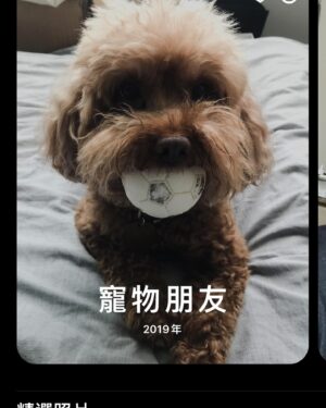 Nikki Hsieh Instagram - 養小惡魔兩個月
因為他 我的生活被填的滿滿滿
但期間還是時不時把他叫成Cookie
說沒比較是騙人的🤥
但對他的愛不比Cookie少
Cooper應該是能理解的吧😌
是吧應該會理解的是吧！