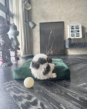 Nikki Hsieh Instagram - Hi!
我是Cooper⚽️