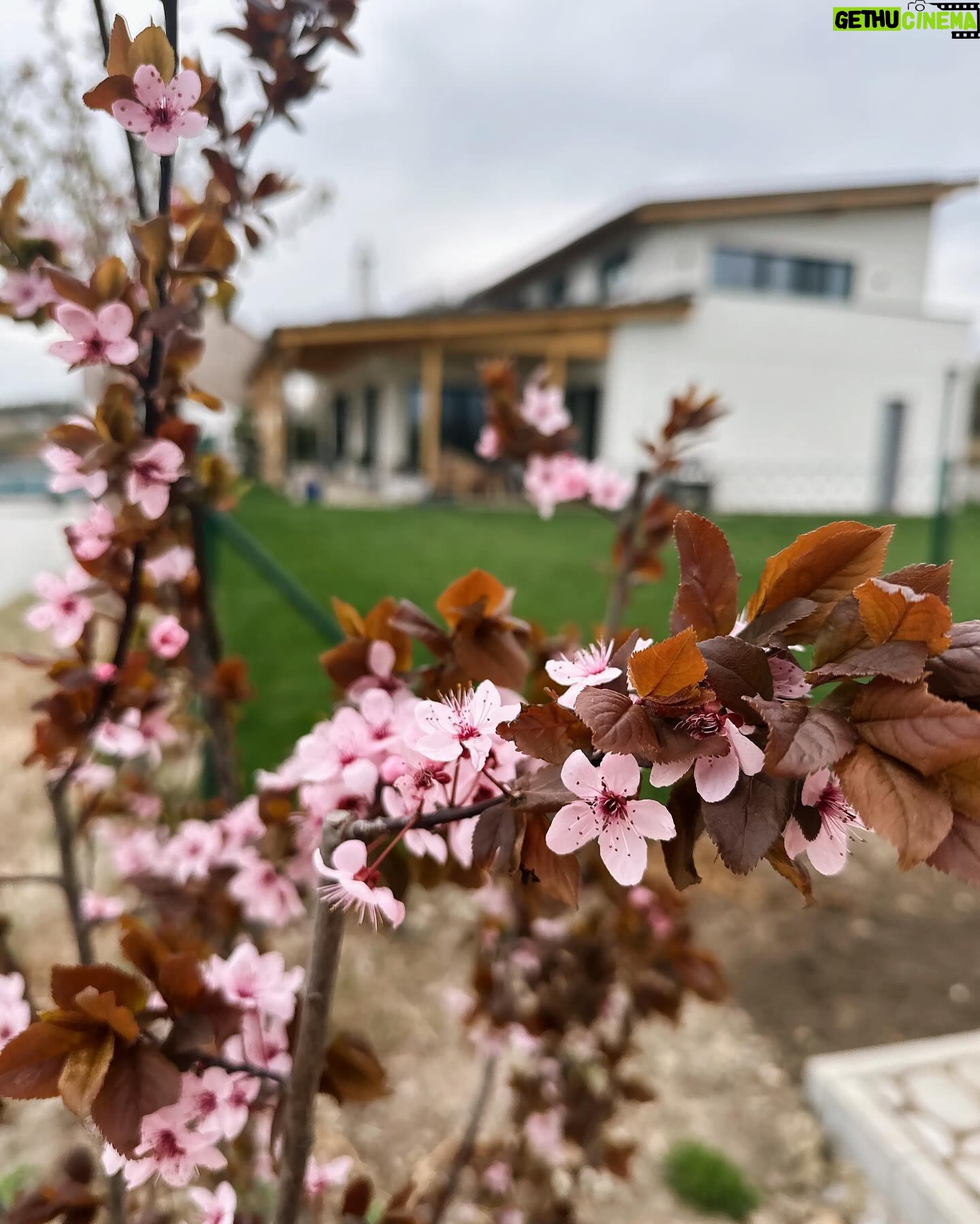 Nikol Štíbrová - 31.4K Likes - Šťastný a veselý vinšujem! 🌸