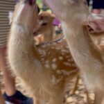 Nina Lu Instagram – oh deer… 🦌🥺