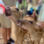 Nina Lu Instagram – oh deer… 🦌🥺