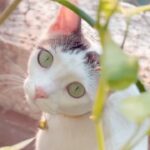 Niyati Fatnani Instagram - No time waste on Nakhre coz my baby 😻 loves me 🥰. It’s rightly said, when a pet enters your life, They change your life for good❤️🤍❤️ #catlover #maneki #niyatifatnani #catreels #funny