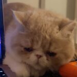 Océane Amsler Instagram - Je suis trop contente d’avoir récupéré mes chats 🥹 Ils m’avaient trop manqué mes petits hamburgers. J’avais trop peur qu’ils m’oublient ces gros pancakes. Ils sont trop gros, je les aime trop 🥹 Ils m’ont pas oublié Dieu merci 🧚🏼‍♀️