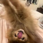 Odessa A'zion Instagram - Happy belated galentines day
