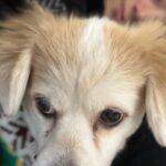 Ok Taec-yeon Instagram - 명절때마다 개가 되는 나 그리고 에디 @eddieakagaedi