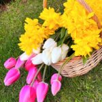 Olesya Sudzilovskaya Instagram - Красота из собственного сада! какой же чудесный аромат! 🌹💐🌸🌷🌼#цветы #тюльпаны #нарциссы #весна #flowers #tulips #daffodils #spring