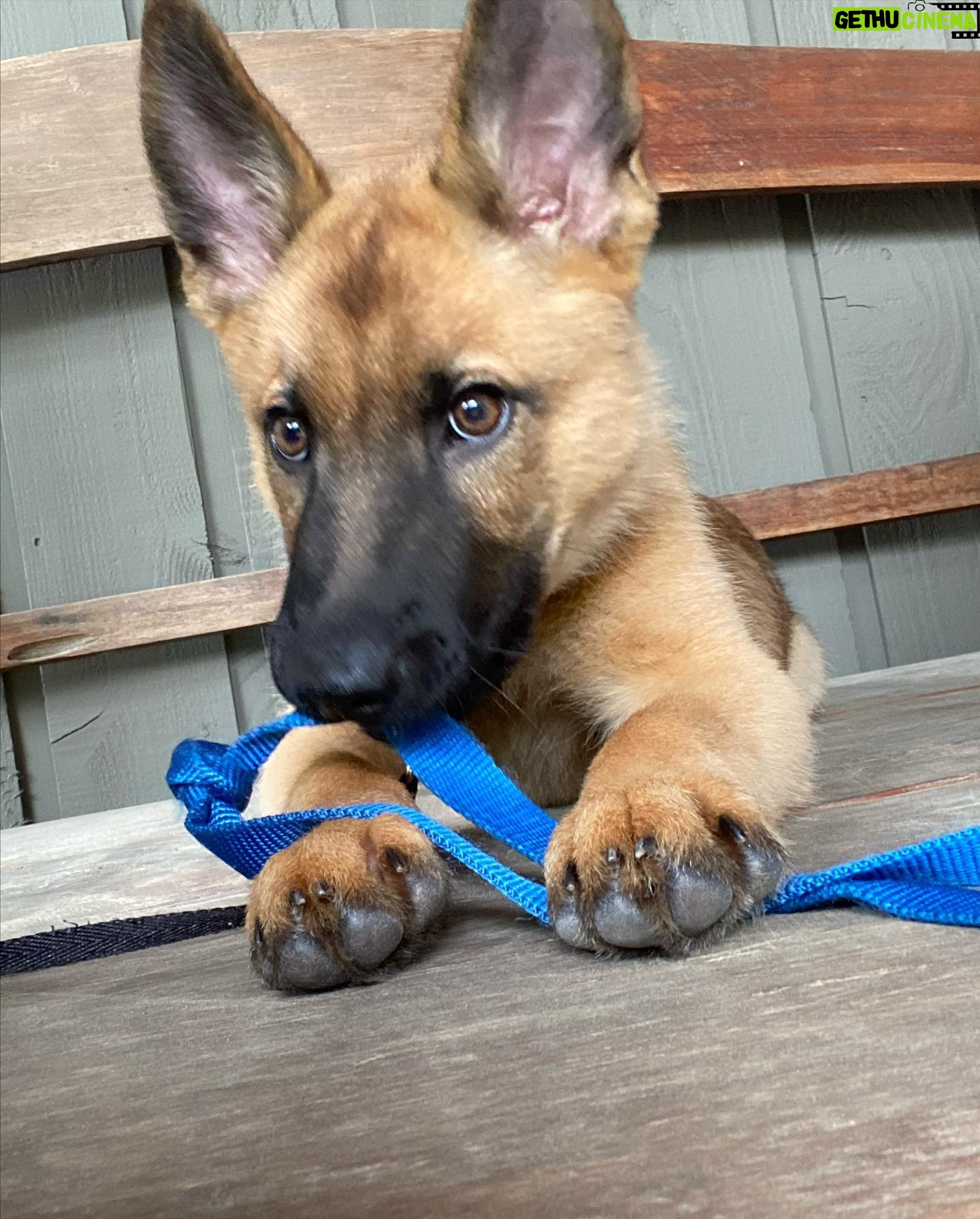 Olivia Giannulli - 3 Likes - 3 on 3/3 2023!! golden bday for the most special thing on planet earth. i love my dog more than most (all) humans i’ve met. he’s the best biggest baby and brings so much love and joy to my life. 🎂💙🎂