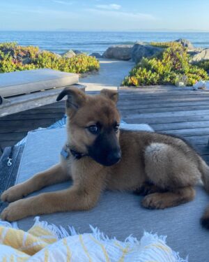 Olivia Giannulli Instagram - 3 on 3/3 2023!! golden bday for the most special thing on planet earth. i love my dog more than most (all) humans i’ve met. he’s the best biggest baby and brings so much love and joy to my life. 🎂💙🎂