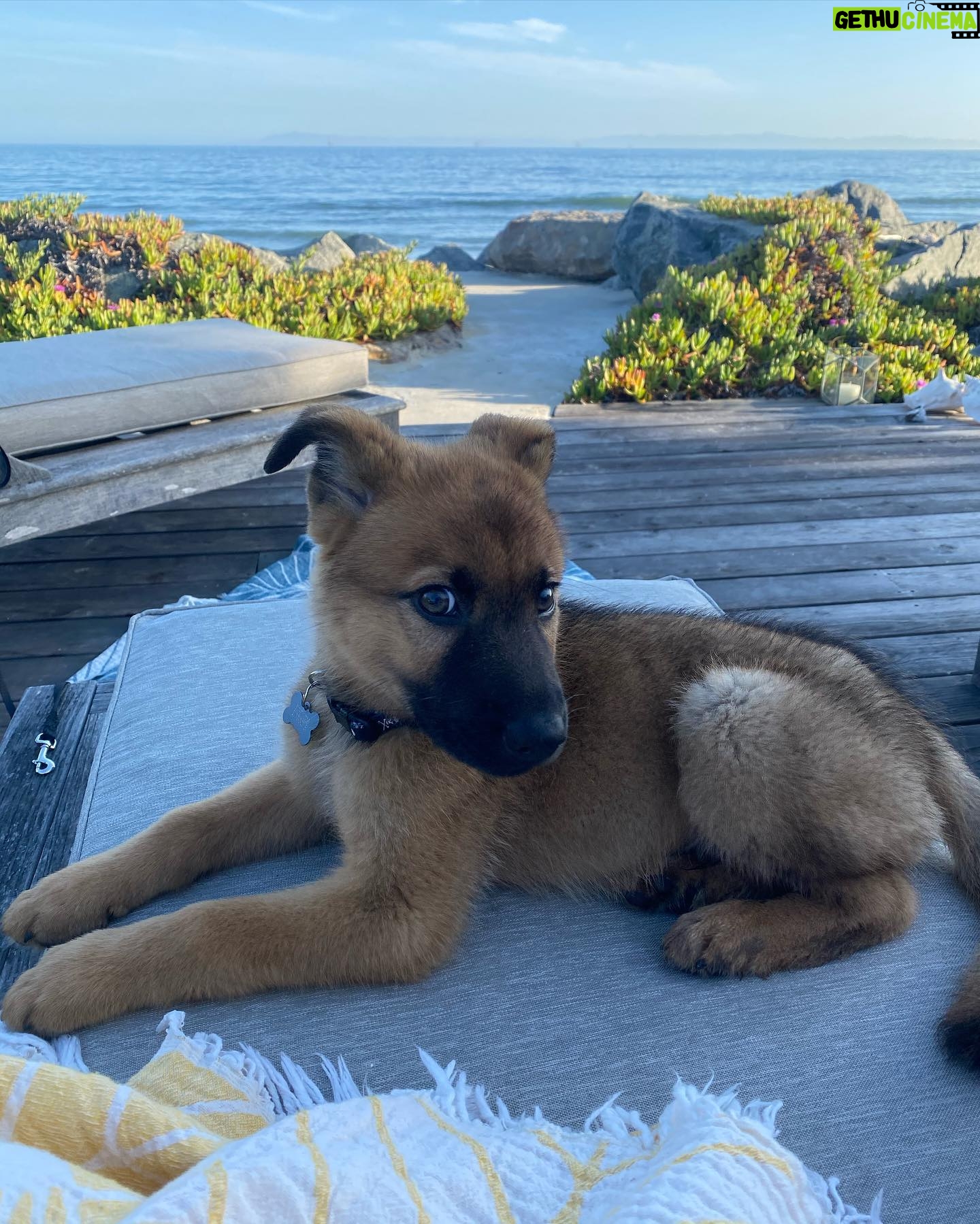 Olivia Giannulli - 3 Likes - 3 on 3/3 2023!! golden bday for the most special thing on planet earth. i love my dog more than most (all) humans i’ve met. he’s the best biggest baby and brings so much love and joy to my life. 🎂💙🎂