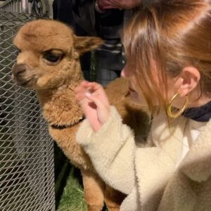 Olivia Giannulli Instagram - book milo alpaca & familiaaaa🫶🏻🫶🏻🫶🏻🫶🏻🫶🏻🫶🏻🫶🏻♥️♥️♥️
