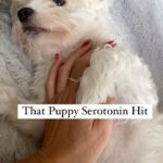 Olivia Munn Instagram – My pups 🐶🐶❤️❤️ #adoptdontshop