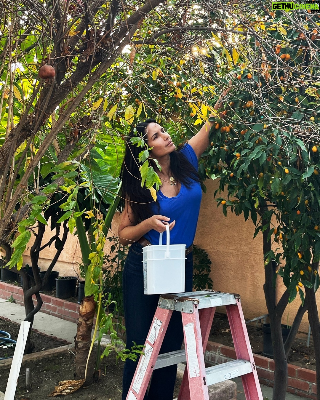 Padma Lakshmi Instagram - These beautiful kumquats, picked from my mother's yard, have always been a source of brightness. Especially now in this dreary New York weather. Soon they'll find their way into a bubbling, sticky marigold hued chutney with green chiles and ginger. If you've read my book Love, Loss and What We Ate, you'll remember that recipe – one of my personal "sort of mother sauces".