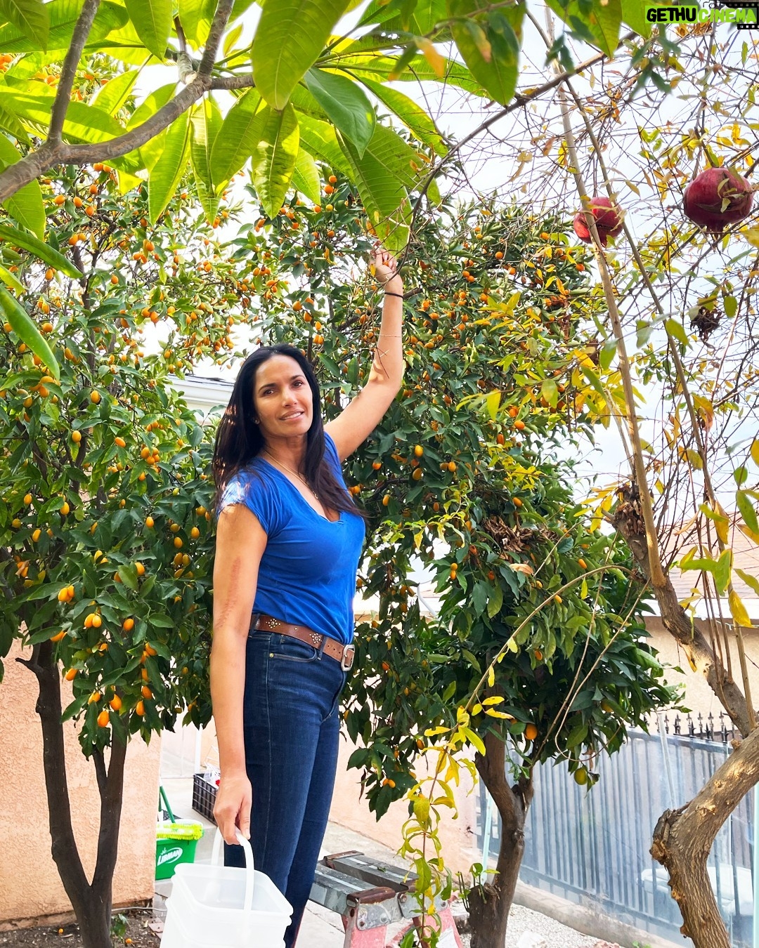 Padma Lakshmi Instagram - These beautiful kumquats, picked from my mother's yard, have always been a source of brightness. Especially now in this dreary New York weather. Soon they'll find their way into a bubbling, sticky marigold hued chutney with green chiles and ginger. If you've read my book Love, Loss and What We Ate, you'll remember that recipe – one of my personal "sort of mother sauces".