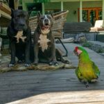 Paige Instagram - Our sweet boys Lobster and Ozzy. Pitbulls the most misunderstood breed, so full of love always ❤️