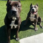 Paige Instagram - Our sweet boys Lobster and Ozzy. Pitbulls the most misunderstood breed, so full of love always ❤️