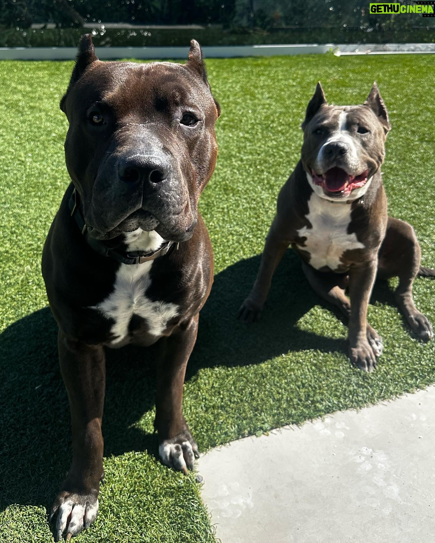 Paige Instagram - Our sweet boys Lobster and Ozzy. Pitbulls the most misunderstood breed, so full of love always ❤️