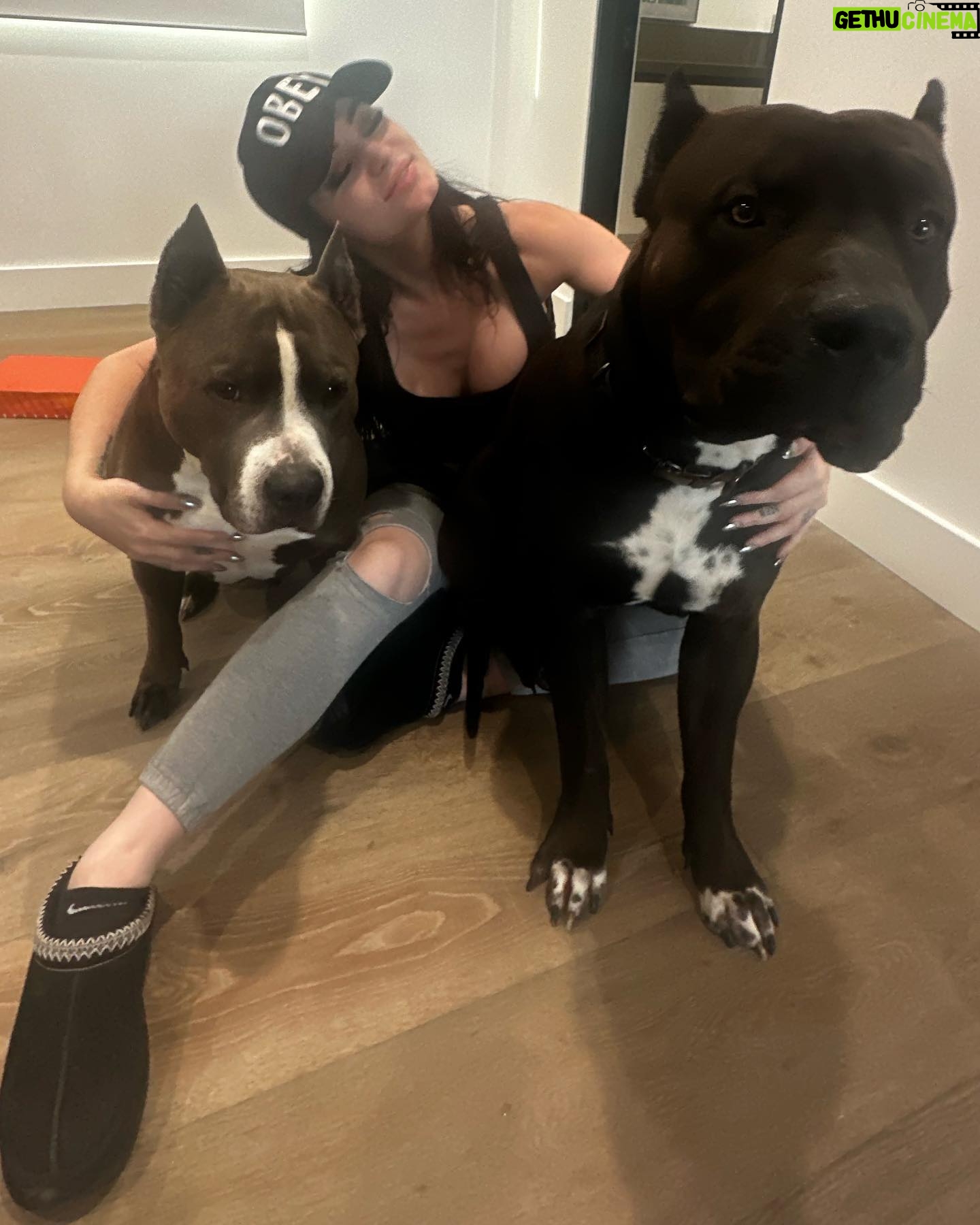 Paige Instagram - Our sweet boys Lobster and Ozzy. Pitbulls the most misunderstood breed, so full of love always ❤️