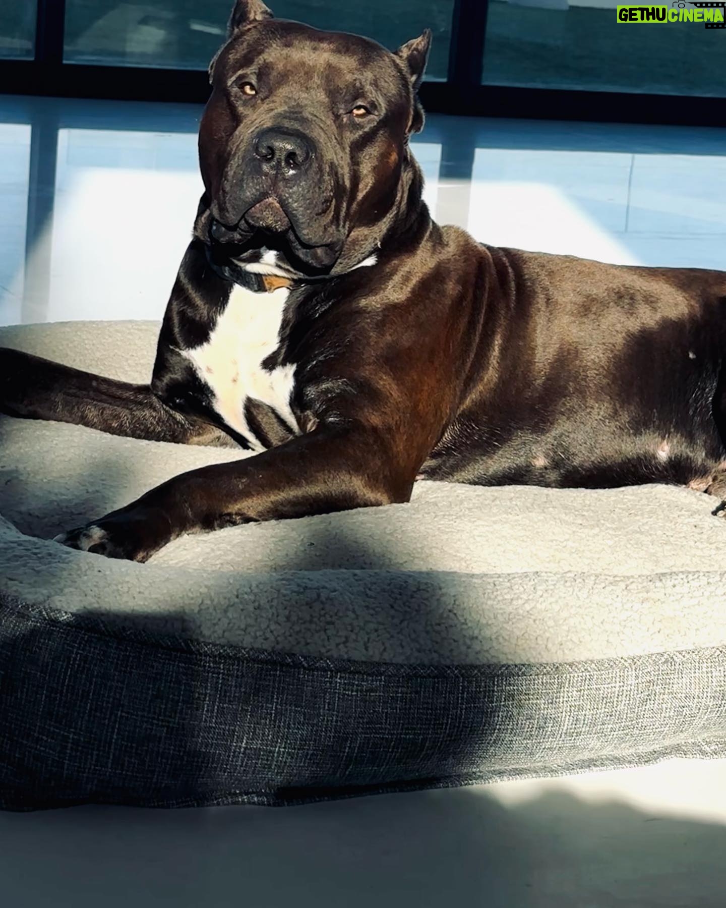 Paige Instagram - Our sweet boys Lobster and Ozzy. Pitbulls the most misunderstood breed, so full of love always ❤️