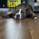 Paige Instagram - Our sweet boys Lobster and Ozzy. Pitbulls the most misunderstood breed, so full of love always ❤️