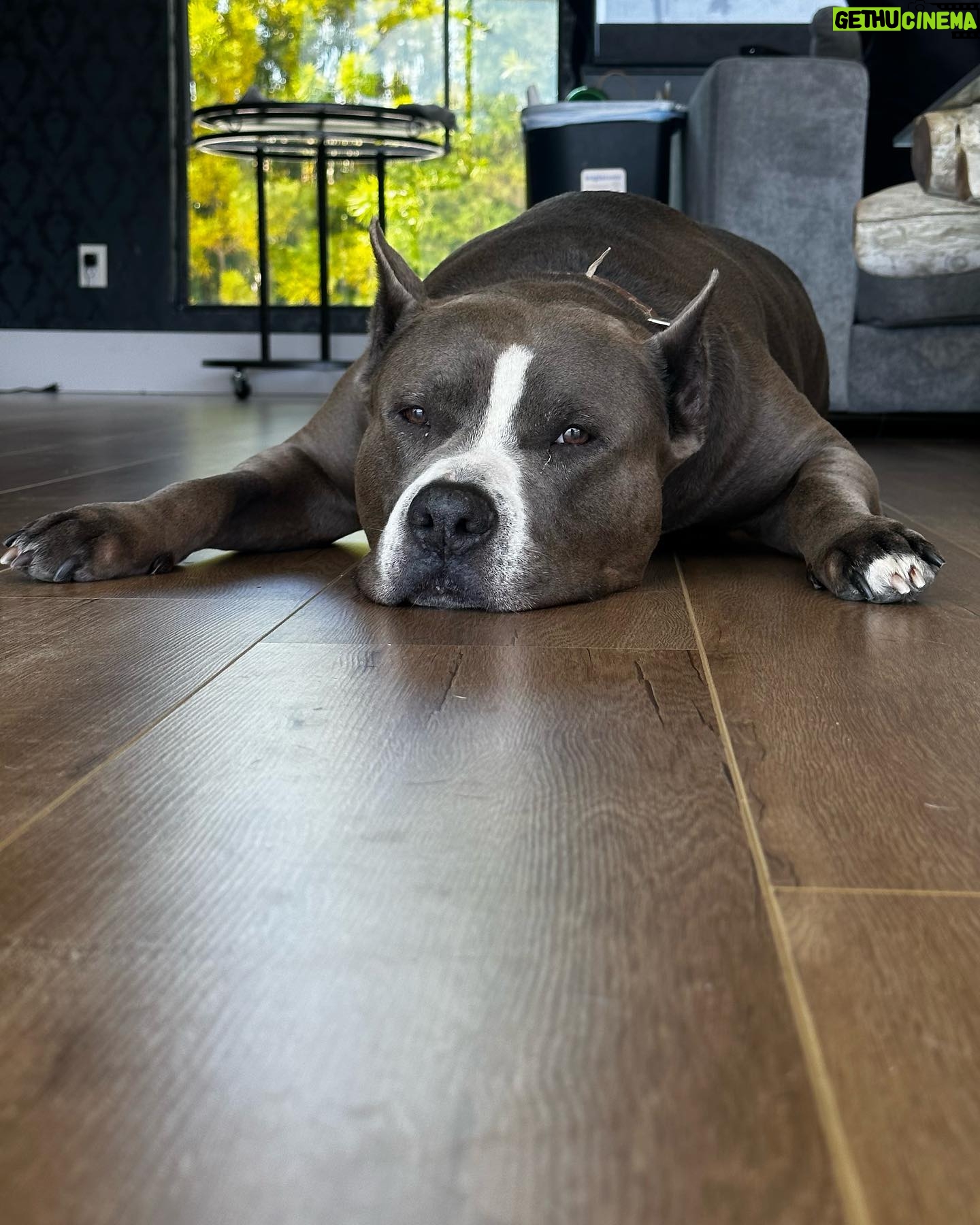 Paige Instagram - Our sweet boys Lobster and Ozzy. Pitbulls the most misunderstood breed, so full of love always ❤️