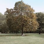 Pamela Bowie Instagram - 🌳🍂
