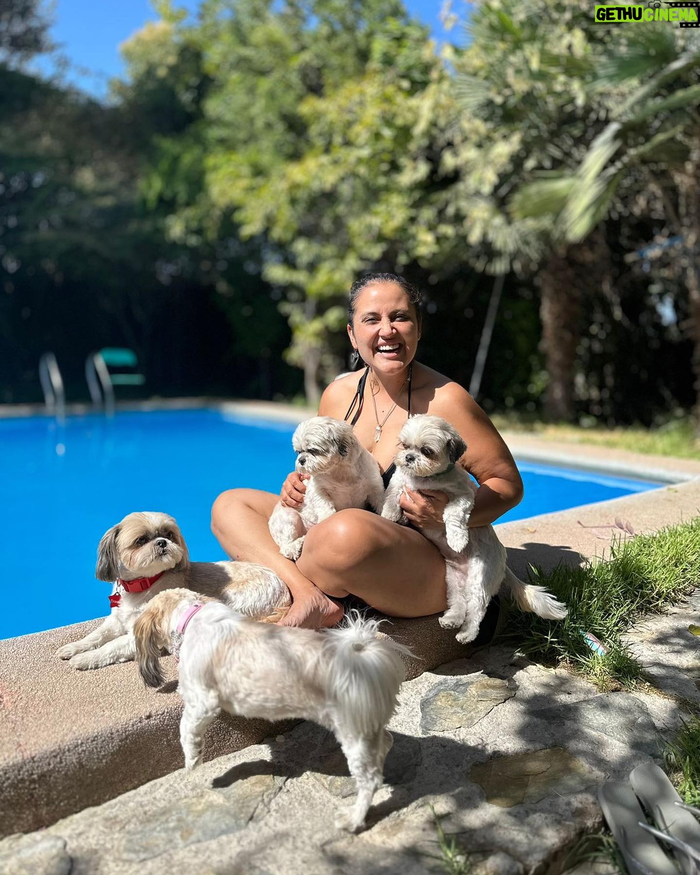 Pamela Leiva Instagram - Mis Sholes, mis guaguas… mi familia. La maternidad que elegí ♥️ 🐶 🐶🐶. . @lossholesshitzu . Oye el finde estuvimos con mi familia en @spalodge_melipilla los mejores!! ♥️