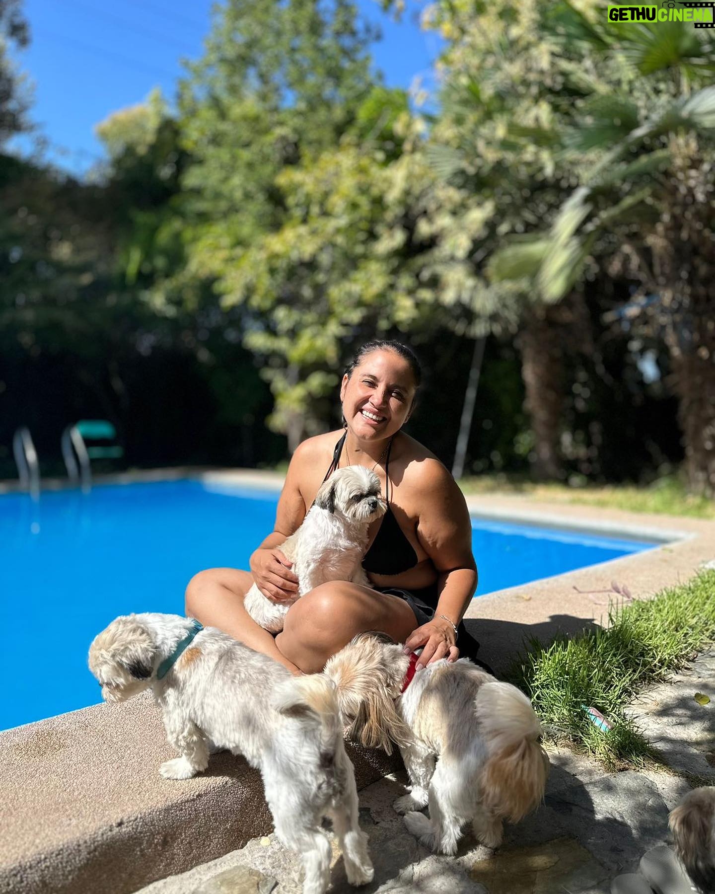 Pamela Leiva Instagram - Mis Sholes, mis guaguas… mi familia. La maternidad que elegí ♥️ 🐶 🐶🐶. . @lossholesshitzu . Oye el finde estuvimos con mi familia en @spalodge_melipilla los mejores!! ♥️