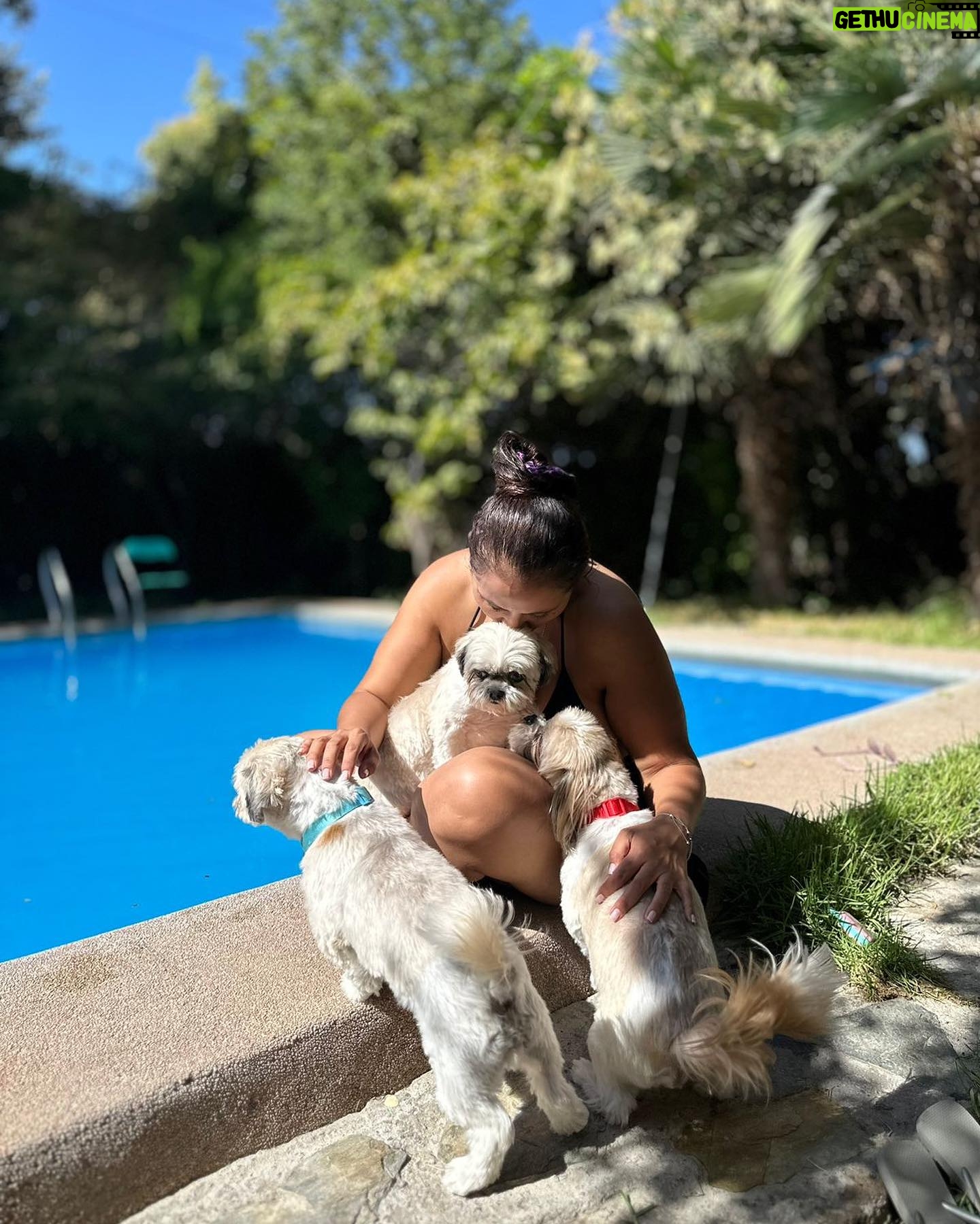 Pamela Leiva Instagram - Mis Sholes, mis guaguas… mi familia. La maternidad que elegí ♥️ 🐶 🐶🐶. . @lossholesshitzu . Oye el finde estuvimos con mi familia en @spalodge_melipilla los mejores!! ♥️