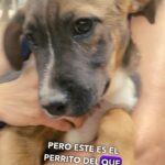 Paola Nuñez Instagram – Compartele este video a alguien que tú crees puede ayudar ya sea  adoptando, como voluntario para sacar a pasear o donando.